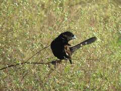 Euplectes albonotatus