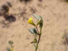 Medicago laciniata