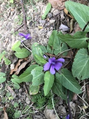 Viola