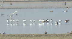 Recurvirostra avosetta