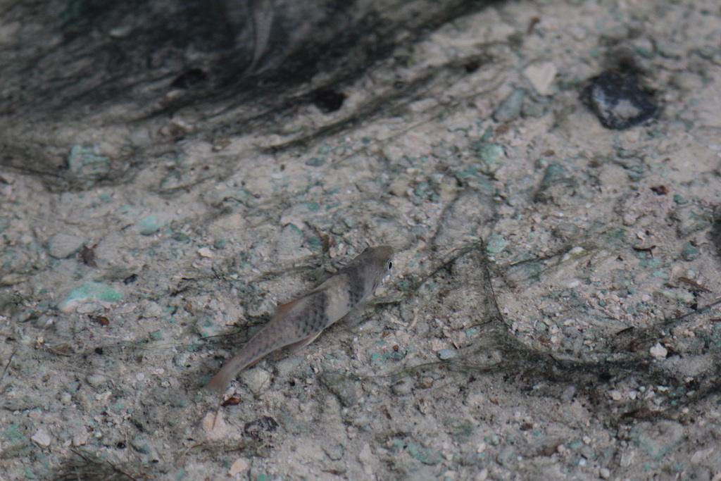 Spanner Barb (Striuntius lateristriga)