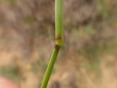 Setaria adhaerens