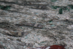 Striuntius lateristriga