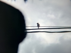 Passer montanus