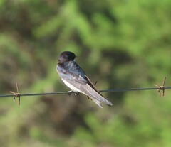 Hirundo dimidiata