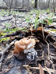 Gyromitra gigas