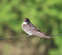 Hirundo dimidiata