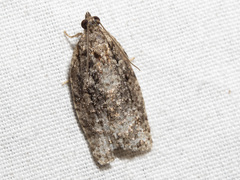 Thrincophora