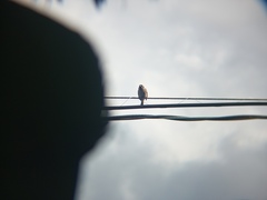 Passer montanus