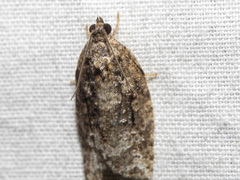 Thrincophora