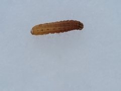 Idaea serpentata