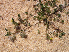 Medicago laciniata