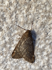 Alsophila aescularia
