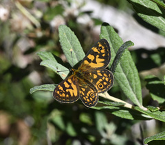 Oreixenica correae