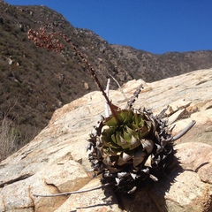 Dudleya brittonii
