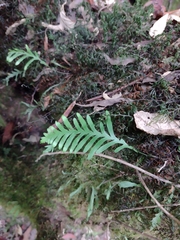 Notogrammitis heterophylla