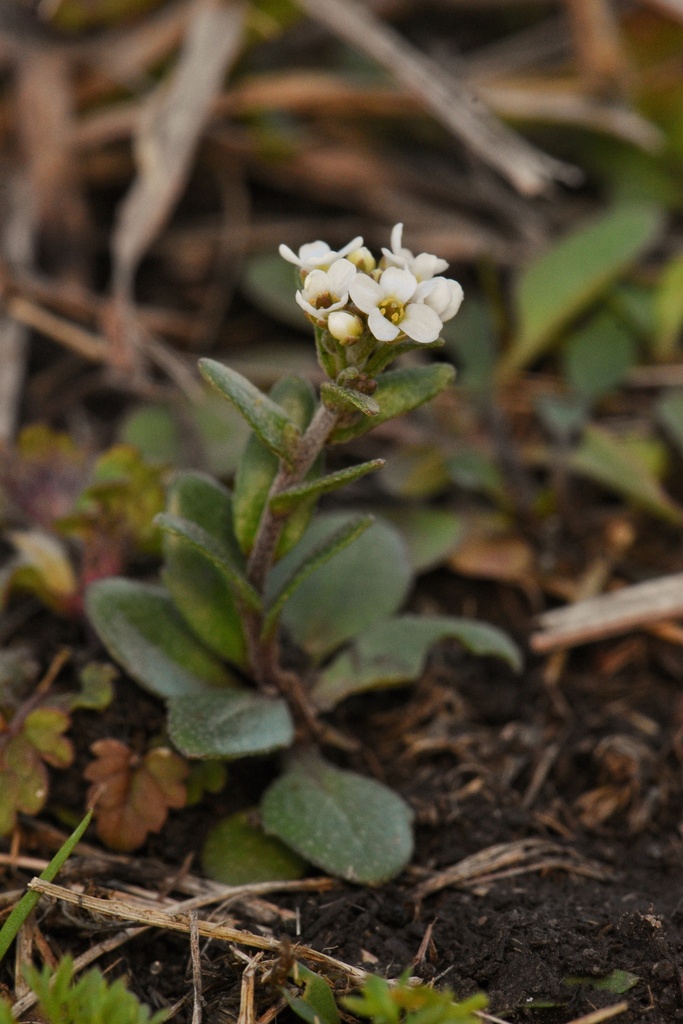 short-fruited draba