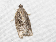 Thrincophora
