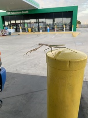 Archimantis latistyla