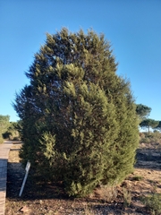 Juniperus turbinata