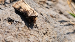 Agrotis puta