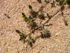 Medicago laciniata