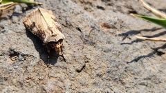 Agrotis puta