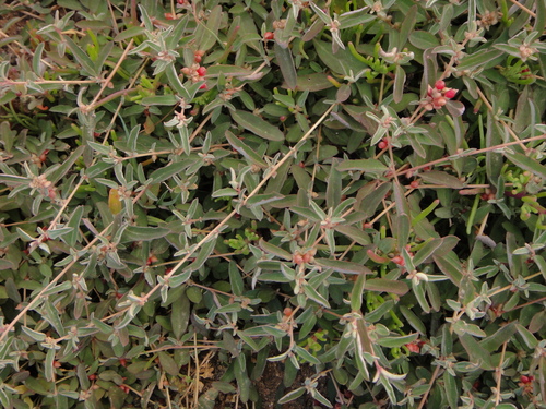 Atriplex semibaccata image