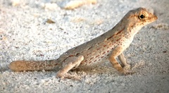 Pristurus carteri