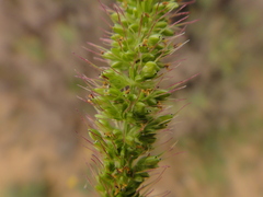Setaria adhaerens