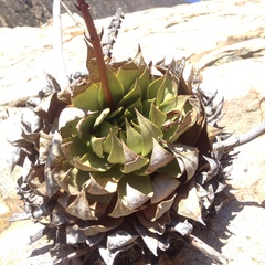 Dudleya brittonii
