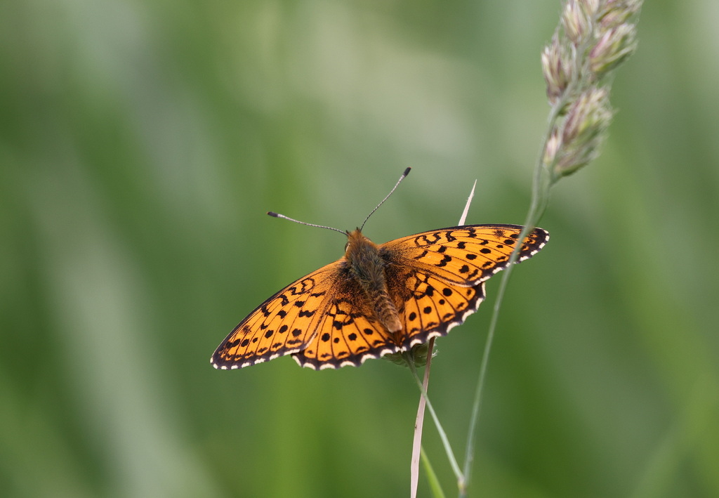 Lesser Marbled Fritillary from Gavarnie, 65120 Gavarnie-Gèdre, France ...