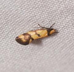 Olbonoma triptycha