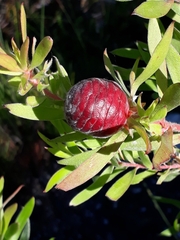 Leucadendron conicum
