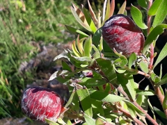 Leucadendron conicum