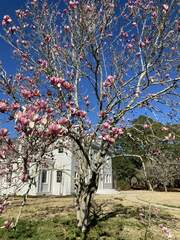 Magnolia × soulangeana