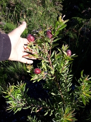Leucadendron conicum