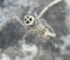 Pellenes tripunctatus