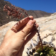 Dudleya brittonii