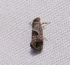 Eupselia beatella