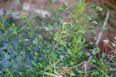 Pleurocoronis pluriseta