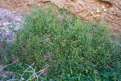 Pleurocoronis pluriseta