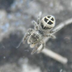 Pellenes tripunctatus