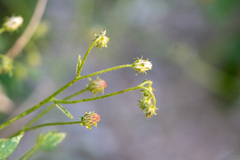 Pleurocoronis pluriseta