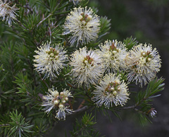 Melaleuca pityoides