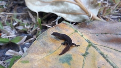 Coleodactylus meridionalis
