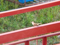 Passer montanus