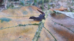 Coleodactylus meridionalis