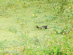 Gallinula chloropus