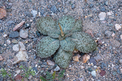 Atrichoseris platyphylla